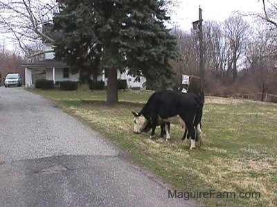 Two Black and White Cows are standing next to each other. They are eating the grass in a lawn in front of a white farm house