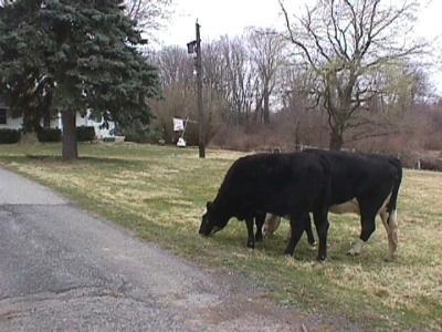 A Black Cow and a Black and White Cow are standing in a lawn and eating grass in front of a white farm house