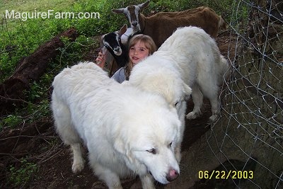 A blonde haired girl is surrounded by two large adult Great Pyrenees dogs and two goats. The child is pulling on the ear of one of the goats.