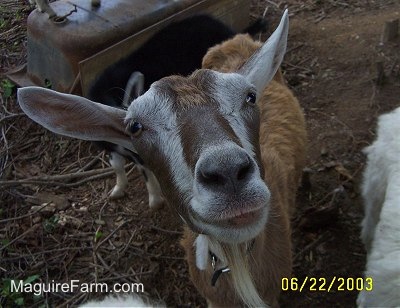 Close Up - A brown and white goat looking up. It looks like it is smiling. There is a black goat behind it next to an up-side down metal tub. There is a white dog next to them.