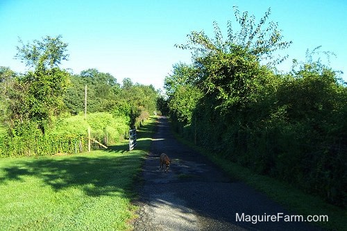 A very long driveway with a tree line on each side. There is a fawn boxer dog walking down it.