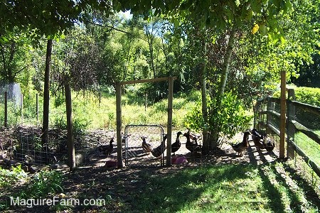 All the ducks in a fenced off area that has a stream that leaves the springhouse to a small pond with tall grass around it.