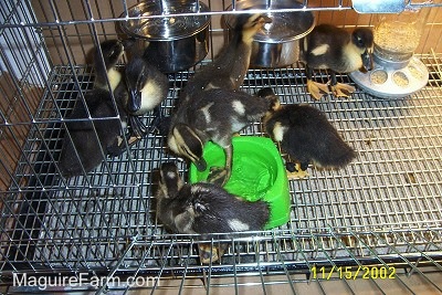 Two ducklings have one foot in the green bowl of water. Two other ducklings are drinking out of silver water dishes on the side of the cage. Another duckling is standing in-between the food bowl and water dish.