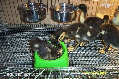 One duckling is laying inside of a green water bowl. Two ducklings are drinking out of the green bowl. There are other ducklings waiting in line to get in the green water bowl