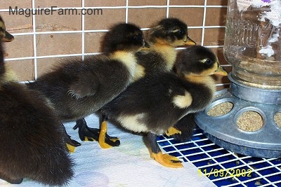 Three ducklings are beginning to eat the food out of a dispenser inside of a cage