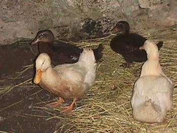 Two white ducks are standing on top of hay next to two black and brown ducks. They are in front of a stone wall inside of a springhouse