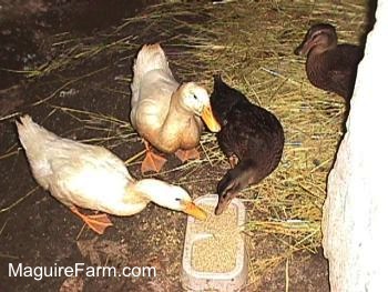 A black with brown duck and a white duck are eating food out of a double sided tan plastic bowl. There is a white duck preparing to eat out of the bowl. There is another black with brown duck around a corner watching