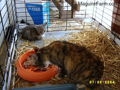 A view inside of a dog crate lined with hay with an adult calico cat eating dry cat food out of an orange food dish and a tiny gray kitten in the corner.