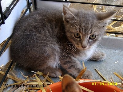 A little light gray tiger cat inside of a dog crate with hay around it. There is a second cat in front of him and an orange plastic food dish.
