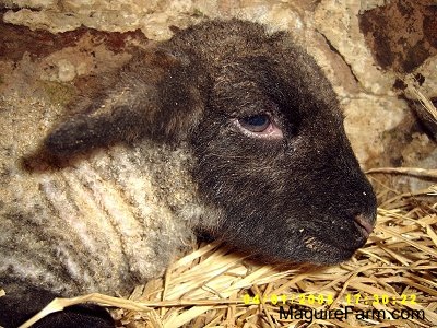 Close Up head shot - baby lamb laying down in hay inside of a stone barn stall.