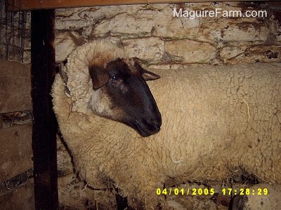 A sheep is standing in front of a stone wall looking back to see what is behind her