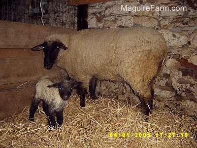 A mother sheep standing with her baby lamb next to a white stone wall in a barn stall