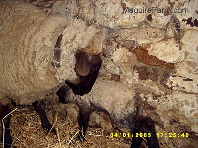 A mother sheep is putting her head on the back of a little lamb who is next to her