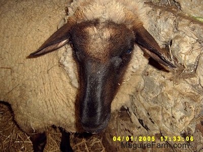 Close Up - The face of an adult sheep inside of a barn stall