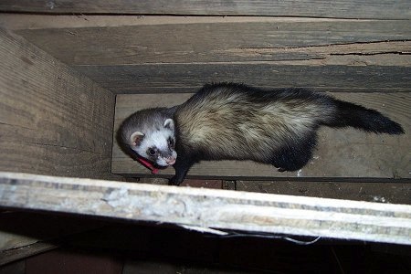 A ferret is standing in an empty wooden box attached to a wall in a barn