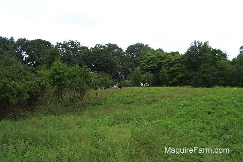 A bright green field with a herd of goats in it