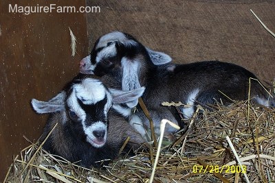 Two Brown with Black and White Billys are laying in the corner of a barn