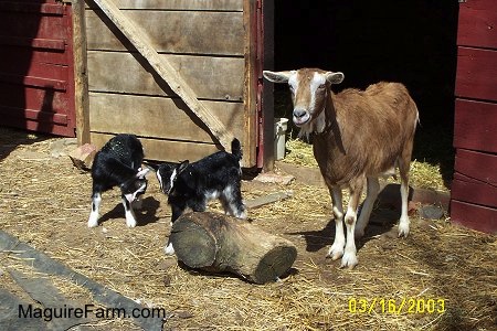 A mother goat and her two kids in front of a red barn with an open stall door.  A black with white kid is looking down at its shadow. The other glack with white kid is looking at a log. The brown and white mother is looking forward.