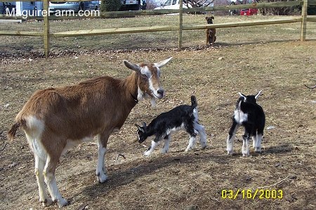A mother goat and her two kids out in a yard behind a split rail fence. Two black with white kids are exploring the grass around them. The brown and white mother is standing with them. A tan Boxer dog is sitting behind a fence and looking at the goats