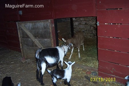 The black and white and brown and white adult mother goats are bucking heads. One mother is inside the open barn stall door and the other mother goat is outside the stall door. A black and white kid goat is watching them.