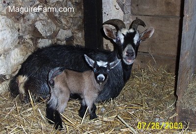 A black with white goat is laying in hay in a barn stall in front of a stone wall next to a brown with black and white kid goat.