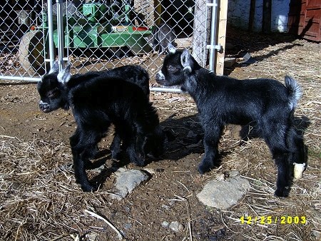 Three little black baby goats are standing next to a chainlink fence that has a John Deere mower behind it. 