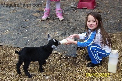 A little girl with long brown hair wearing blue and white is feeding a kid goat milk in a bottle. There is another girl in pink boots standing on a black tarp next to them. There is extra milk in a container sitting on the ground next to the child and a plastic maroon bowl in the distance.