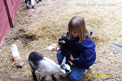 A 9-year-old blonde-haired girl in a blue jacket is kneeling down with a black goat in her lap feeding the kid goat a bottle of milk. There is a white and glack kid goat in front of her. They are outside in front of a red barn. There is a third baby goat in the distance.