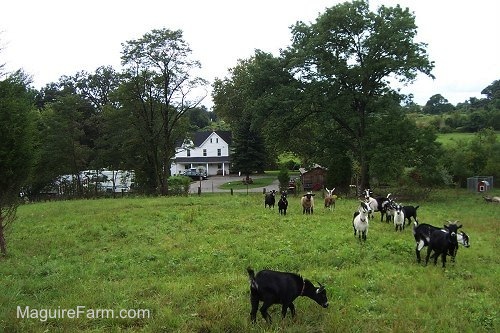 The Goats are walking around a field. There is a white farm house with a wrap around stone porch in the distance in the background