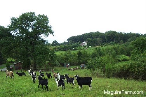 The goats and a sheep are running across the feild. There is an old barn from the 1800s in the distance