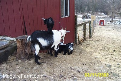 A black and white mother goat with her four kids. One of the black kid goats is standing on top of its mother. The other three are in front of the mother. They are next to a red barn on the side of a small hill.