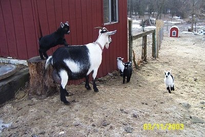 A black and white mother goat with her four kids. One black kid is standing on a tree stump with its back legs on the stump and its front legs on the mom's back. The other three are running up a small hill to the mother. They are all next to a red barn. There is a red dog ouse in the background.