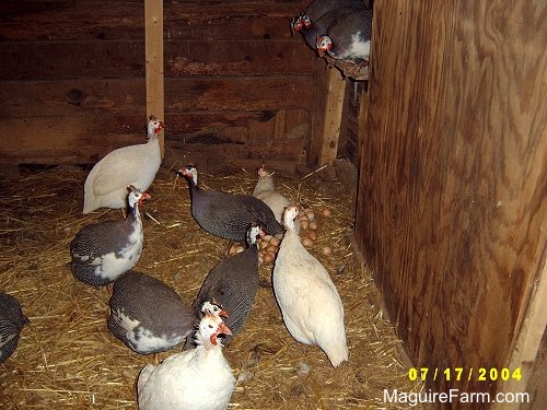 A large amount of guinea fowl eggs are under two of the birds in a coop in a barn. Three of the birds are on a ledge in the corner the rest are standing in the barn in hay. Four birds are white and the rest are gray and gray and white.