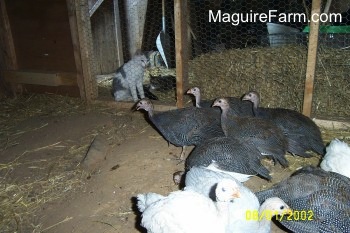 The guinea fowl are very suspicious of the cats on the outside of the coop, who are looking in on them.