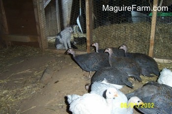 The guinea fowl are very suspicious of the cats on the outside of the coop, who are looking in on them. 