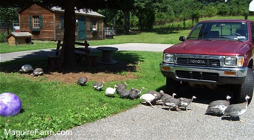 The guineas are marching in a line crossing the driveway turn around in front of a red Toyota pick-up truck. There is a large purple ball on the other side of them and a brown and green cedar shed in the distance.