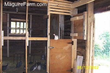 The guinea fowl are in the coop. One guinea fowl is perched on top of the wooden door