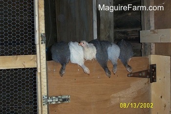 Six Guineas are on top of a wooden door. Five of the Guineas are looking down as if they are judging the distance to jump down