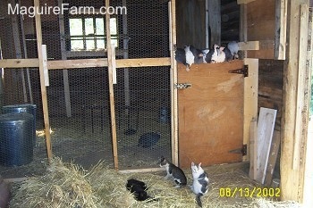 Eight guineas are sitting on top of a wooden door with some guinea fowl still in a coop behind them. Three cats are waiting for the guineas to jump down. 