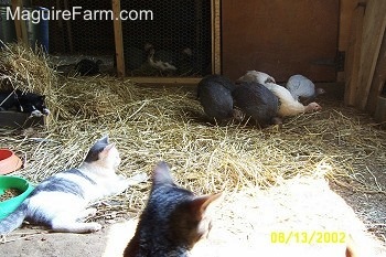 Five guineas are near each other in front of the coop door. There are guineas standing in front of a wire mesh coop wall. There are three cats in hay