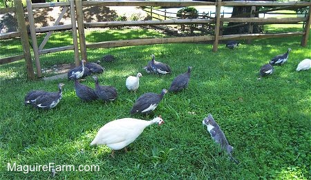 A grey and white cat is stalking the guineas as they are pecking the grassy ground.