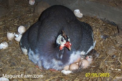 Close Up - A black and white mother guinea bird sitting on eggs. A number of Keets have already hatched and are peeking out from under her.