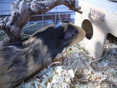 A brown, black and white guinea pig is inspecting a hole in a wooden hide-a-way house. There is a driftwood decoration behind them.