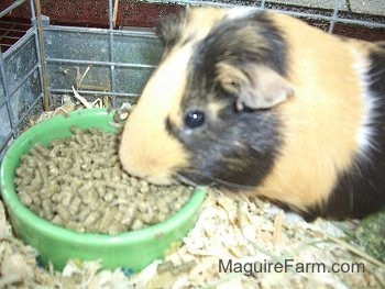 Close Up - A brown, black and white guinea pig is eating pellets out of a green bowl filled with food.