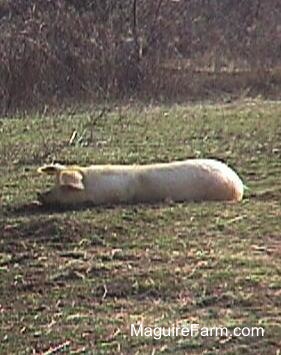 A large tan hog is laying down on the ground