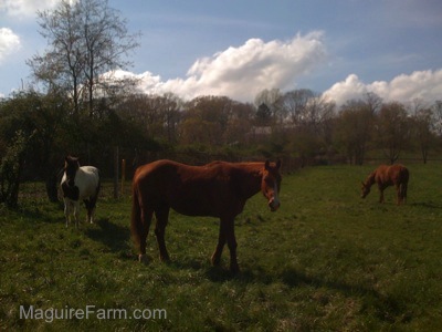 There are two brown with white horses eating grass and the other is looking forward. The brown and white paint pony is just watching