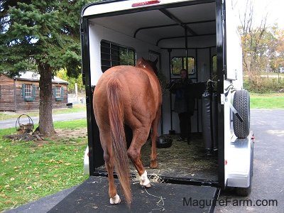 A brown with white horse is half way in the trailer