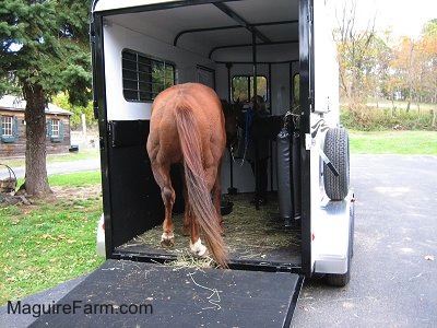 A brown with white horse has all four legs in the white trailer