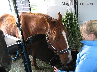 A brown with white horse is eating food out of a black horse bowl that is being held by blonde-haired girl in a blue coat