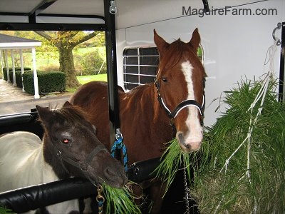 A brown with white and brown and white paint pony are eating grass inside of the trailer